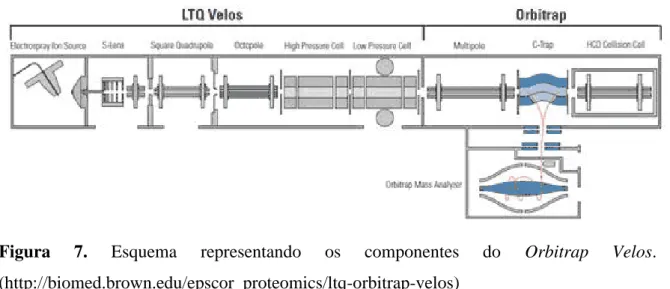 Figura  7.  Esquema  representando  os  componentes  do  Orbitrap  Velos. 