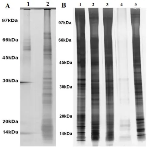 Figura  12.  Frações  da  cromatografia  de  afinidade  a  estreptoavidina  submetidas  a  SDS- SDS-PAGE  8-15%
