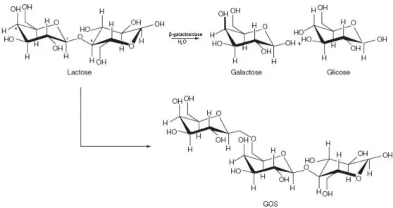 Figura 1- Rotas de conversão da lactose pela enzima β-galactosidase (32, 36). 