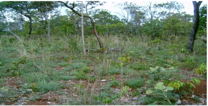 Figura 1 - Área cultivada com Andropogon gayanus (AN) na Fazenda Água Limpa, UnB  –  DF 
