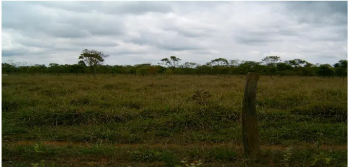 Figura 3 - Área cultivada com Brachiaria brizantha  cv. Marandu (BN) na Fazenda Água Limpa, UnB  –  DF 