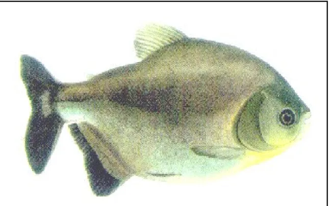 Figura 3 - Pacu - Piaractus mesopotamicus (Holmberg, 1887) 