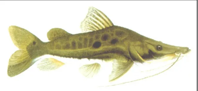 Figura 8 - Jurupoca - Hemisorubim platyrhinchos (Valenciennes, 1840) 