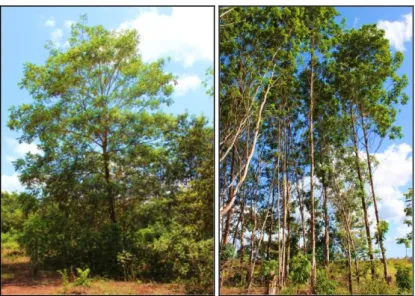 Figura  2.1.  Tachigali  vulgaris  nativo  (esquerda)  e  povoamento plantado (direita)