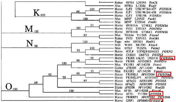 Figura 4 - Subfamílias das proteínas Fox descritas em diferentes espécies  (FONTE: Kaestner et al., 2000)