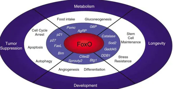 Tabela 6 - Relação de órgãos que expressam as proteínas FOXO 