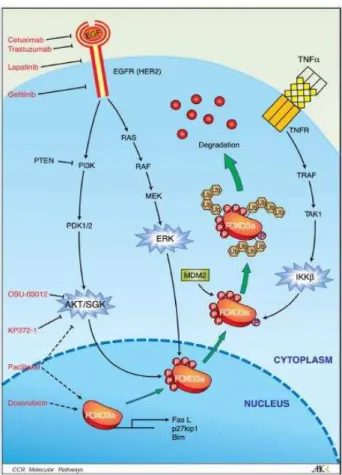 Figura 6 - Vias de sinalização das quinases oncogênicas (Akt, IKK e ERKF)  e seu alvo FOXO3a (FONTE: Yang e Hung, 2009)