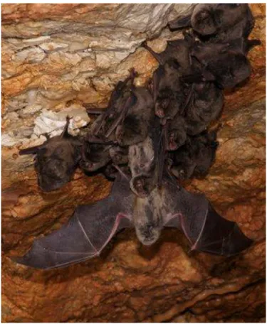 Figura 3.4 – Colónias de morcegos dentro de uma gruta (NECA, 2011). 
