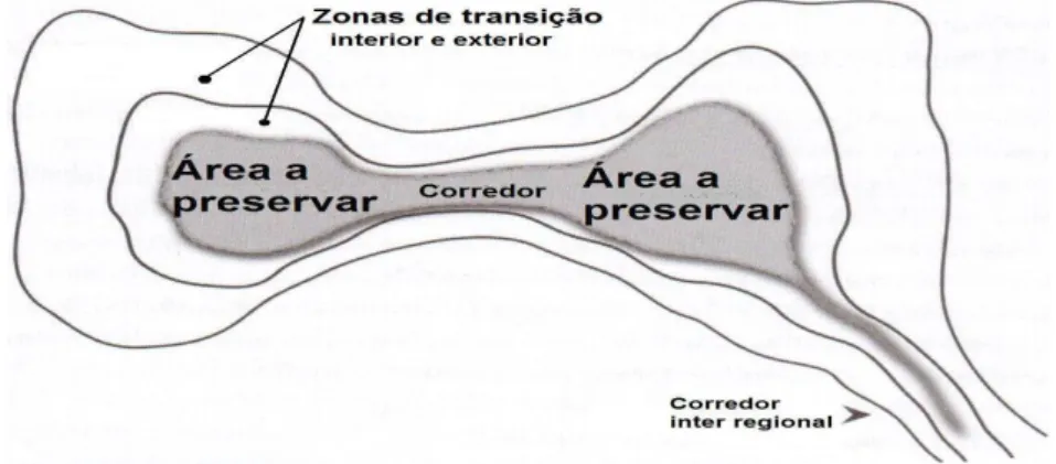Figura  2.10  -  Reservas  ecológicas  envolvidos  por  zonas  de  transição  e  conetados  por  corredores  ecológicos