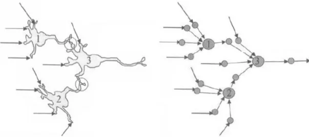 Figura 2.6 – Fluxo de informação na biologia celular face à representação esquemática desse fluxo em um  modelo matemático (adpatado de Lingireddy e Brion, 2005) 