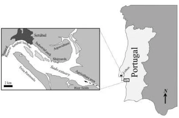 Fig. 1.1. Map of the Sado estuary.The arrow indicates the river flow 