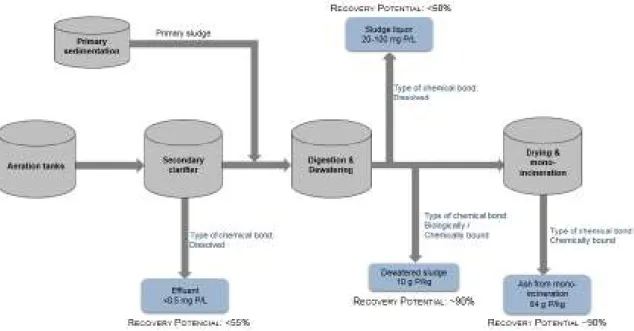 Figure 1.4. Different recovery possibilities, the recovery potential and typical concentrations of P in a wastewater  treatment plant of P (related to the concentration present in the influent)