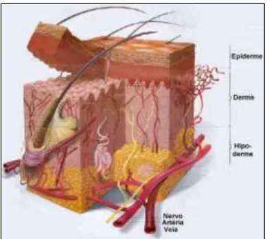 Figura 1 As três camadas da pele: epiderme, derme e hipoderme. 