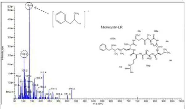 Figura 5.2 - Espectro de massa das transições m/z 135 e 103 identificadas no modo MRM  para o íon precursor  [M + H + ]  de m/z 995,7