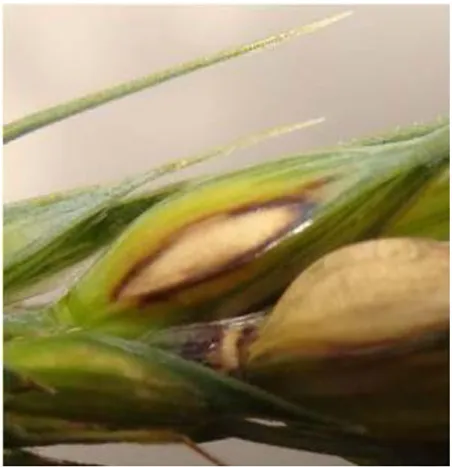 Figura 5: Lesão causada por Pyricularia grisea nas glumas da espiga de trigo (Cultivar BRS-264)