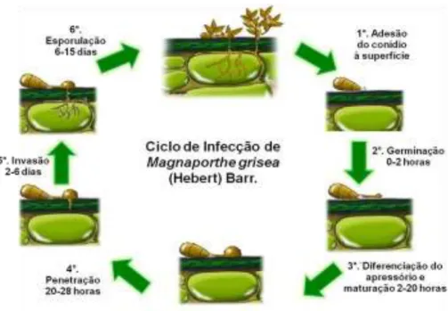 Figura 9: Etapas do ciclo de infecção de Magnaporthe grisea. Adaptação de: Ribot et al., 2008