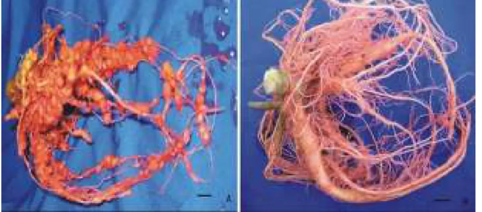 Figura 2. Sintomas das raízes de Pfaffia glomerata infestadas com Meloidogyne  incognita