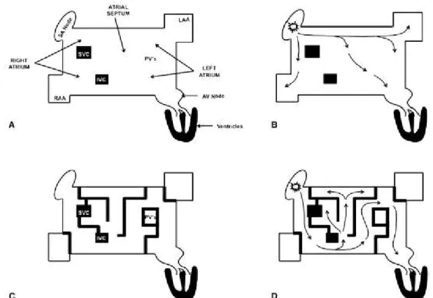 Figura  2  -  Em  um  plano  bidimensional,  os  retângulos  A,  B,  C  e  D  representam  os  dois átrios, divididos virtualmente pelo septo interatrial, ao meio, estando à direita do  desenho o átrio esquerdo, com a delimitação dos óstios das veias pulmo