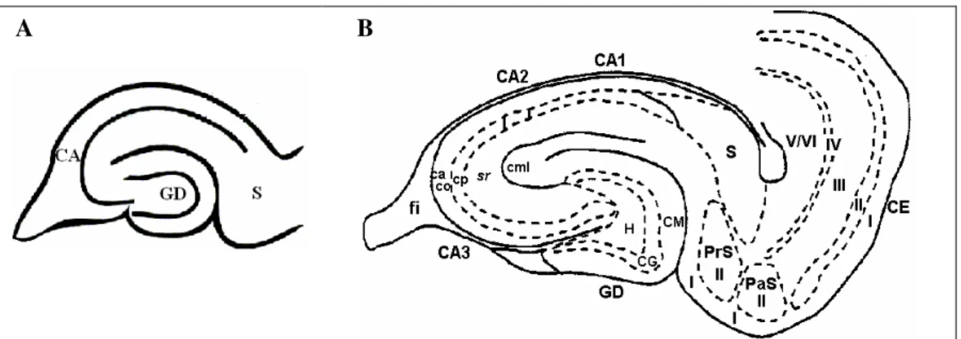 Figura 3 – Hipocampo de rato e suas regiões (modificado de PAN e STRINGER, 1996). Em A- Representação  esquemática da fatia de hipocampo mostrando as três regiões básicas