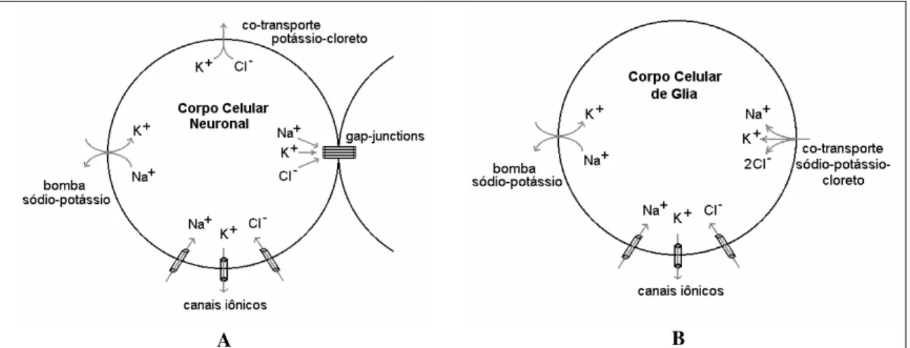 Figura 7 – A - Representação esquemática dos  mecanismos transmembrânicos de transporte iônico para  neurônios