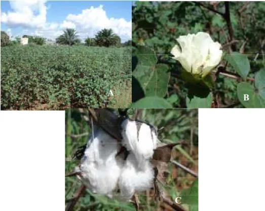 Figura 1. Algodão da espécie Gossypium hirsutum. A. Plantação de Algodão; B. Botão floral do algodão; 