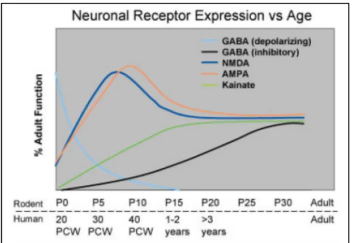 Figura  1  –  Maturação  de  receptores  glutamatérgicos  e  gabaérgicos  no  cérebro  em  desenvolvimento  de  ratos e de humanos