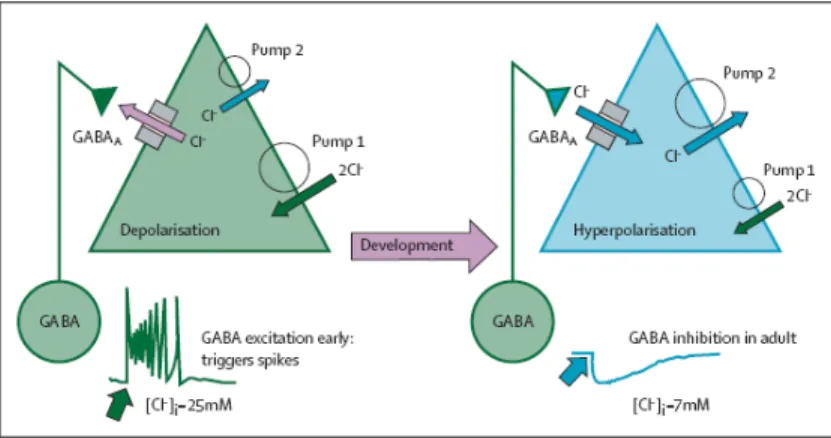 Figura  2  –  Ações  excitatórias  do  GABA  e  alterações  na  concentração  intracelular  de  cloro