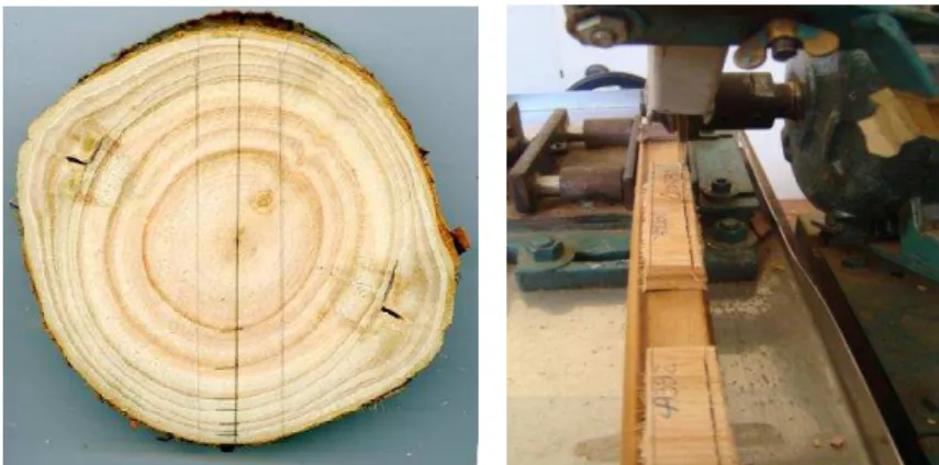 Figura 6  – Seção transversal do disco do lenho de árvore de Eucalyptus urophylla com a demarcação  da  amostra  diametral  (A);  amostra  diametral  do  lenho  colada  em  suporte  de  madeira  e  corte  das  amostras  transversais  do  lenho  em  equipam