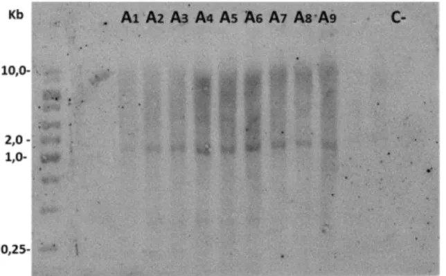 Figura 4: Análise de Southern blot do DNA genômico de soja para detectar o gene HaHB11