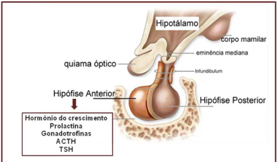 Figura 1: A glândula hipófise 