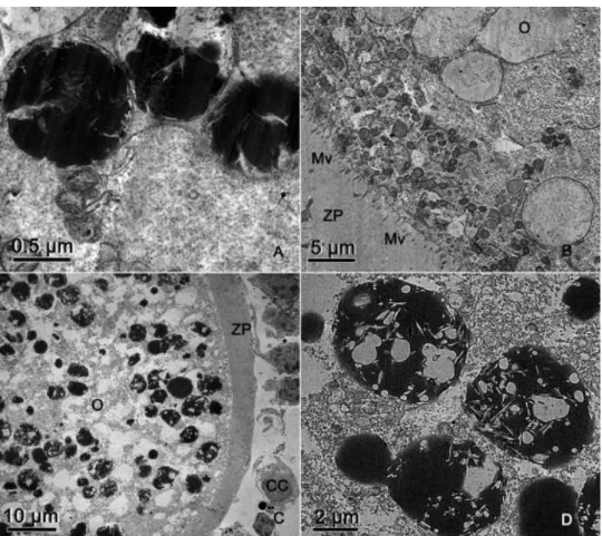 Fig.  5.  Electron  micrographs  of  antral  follicle  oocytes.  (A)  Oocyte  with  peripheral  nucleus