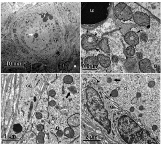 Fig. 2. Electron micrographs of porcine primordial ovarian follicles. (A) Overview and (B) detail of round  mitochondria presenting vacuoles (thin arrows) in the matrix