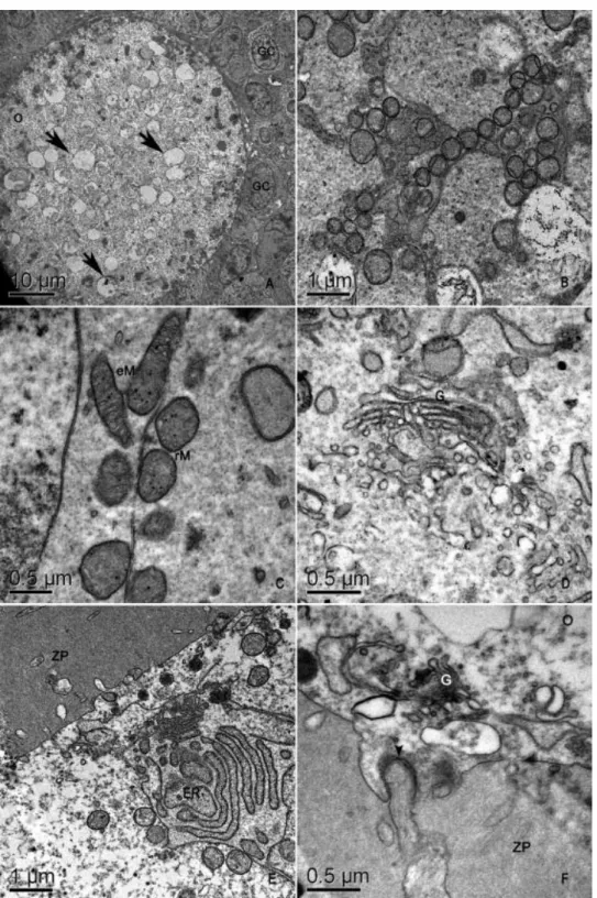 Fig.  4.  Electron  micrographs  of  pig  secondary  follicles.  (A)  An  overview.  Note  the  presence  of  many  vesicles  in  the  oolemma  (arrows)