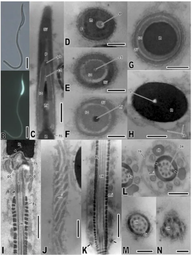 Fig.  2.  Spermatozoon  of  Crotallus  durissus.  Light  micrographs  captured  under  Normaski  interferential  contrast  (A)  and  fluorescence  (B),  showing  head,  midpiece  and  tail