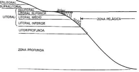 Figura 3.2 – Zonação de um lago de acordo com o sistema de classificação de Hutchison (1967)   Fonte: adaptado de Wetzel, 1993 