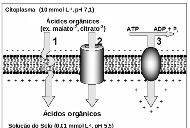 Figura 1 - Esquema representativo das duas principais rotas de excreção de ácidos  orgânicos pelas células da raiz