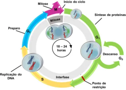 Figura 4 – Etapas do ciclo celular normal. Fonte: Elaborada pela autora. 