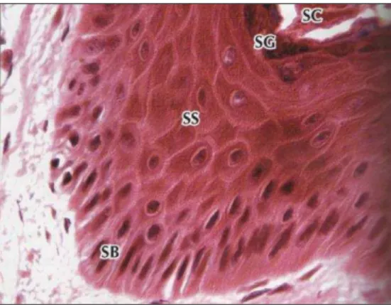 FIGURA 1 - Maior aumento LM da epiderme de pele grossa (SB) = camada basal,  (SS)  =  camada  espinhosa,  (SG)  =  camada  granulosa,  (SC)  =  camada  córnea