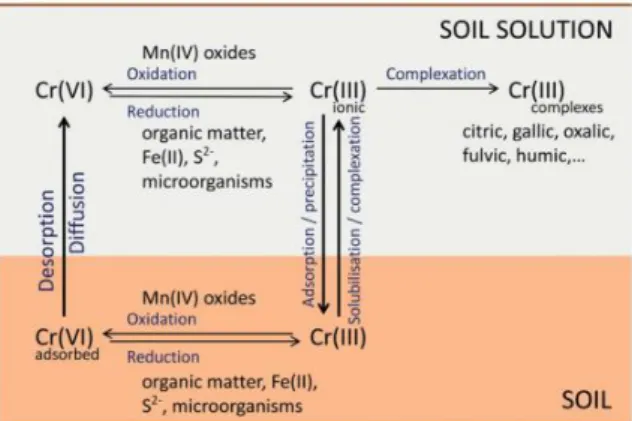 Figure  2.2:  A  simplified  scheme  of  cycling  and  transformation  of  Cr  species  in  soil/soil  solution  (Ščančar  &amp; 