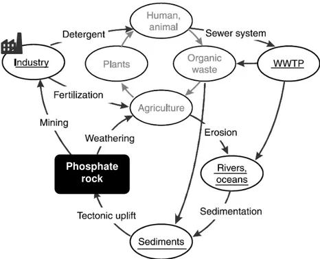 Figure 2.3: Geological and organic phosphorus cycles including human impacts  (adapted from Cornel and Schaum, 2009) 