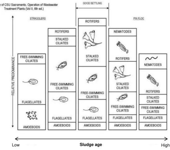 Figure 2.5: Relative predominance of microorganisms in WWTP in function of  sludge age (adaptaded from Kerry et al., 1989) 