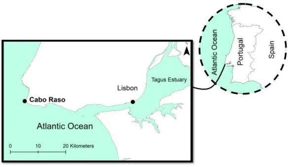 Fig. 1. Location of sampling area (Cabo Raso, Portugal) where the animals were collected