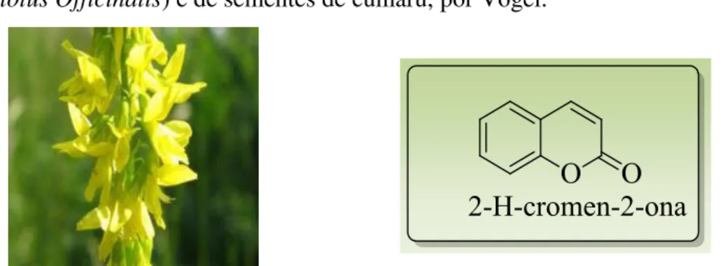 Figura  1. Flor  de  trevo  (Melilotus  Officinalis)  e  estrutura  básica  da  cumarina  2-H-cromen-2- 2-H-cromen-2-ona
