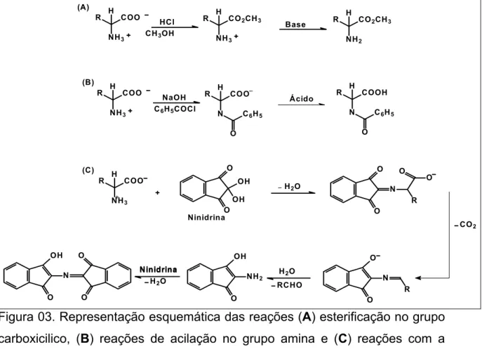 Figura 03. Representação esquemática das reações (A) esterificação no grupo  carboxicilico, (B) reações de acilação no grupo amina e (C) reações com a  ninidrina