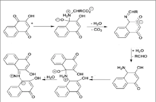 Figura 04. Representação esquemática da reação 2-hidróxi-1,4-naftoquinona  com aminoácidos