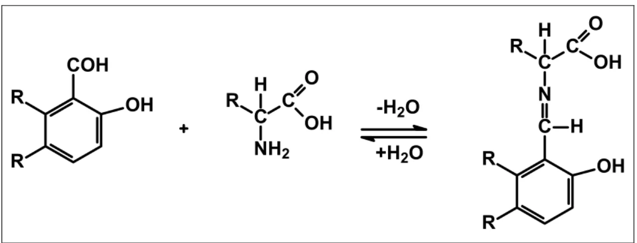 Figura 10. Representação geral da formação de uma base de Schiff derivada  de um aminoácido
