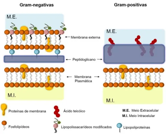 Figura 1. Ilustração esquemática das paredes celulares de bactérias Gram-negativas  e  Gram-positivas,  em  função  das  estruturas  encontradas