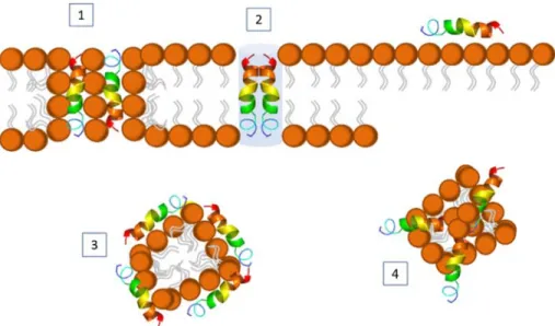Figura 2. Ilustração  esquemática dos diferentes  modos de ação descritos  para os  PAMs  em  membranas  lipídicas:  poro  toroidal  (1),  barril  (2),  carpete  (3)  e  modelo  agregado (4)