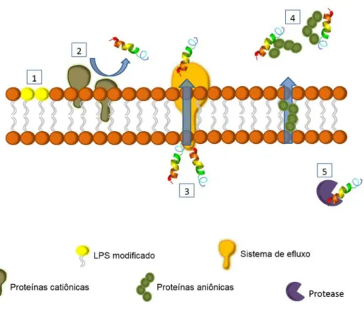 Figura  3.  Ilustração  esquemática  dos  diferentes  mecanismos  de  resistência  bacteriana propostos à ação dos PAMs: (1) a presença de modificações estruturais  em  componentes  da  membrana  podem  diminuir  a  atração  dos  PAMs  a  essas  estruturas