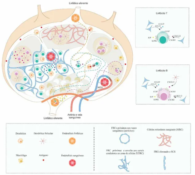Figura 2. Homeostase celular do linfonodo e subtipos de FRCs segundo sua localização: FRC próximas  ao seio subcapsular (MRC), FRCs forrando o SCS, FRCs próximas aos vasos sanguíneos (pericitos) e FRC  próximas e envolto aos canais condutores na zona de cé